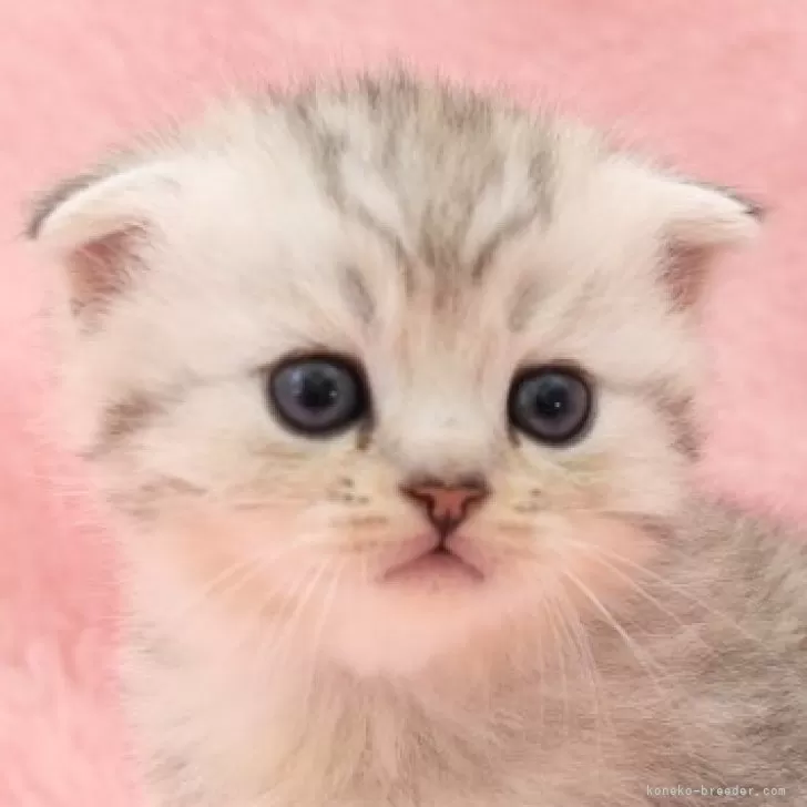 A.T 様のお迎えした子猫