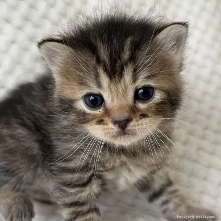 ID:2405-01690の子猫