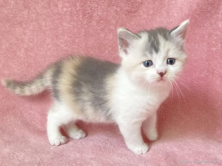 ID：2105-02104の子猫