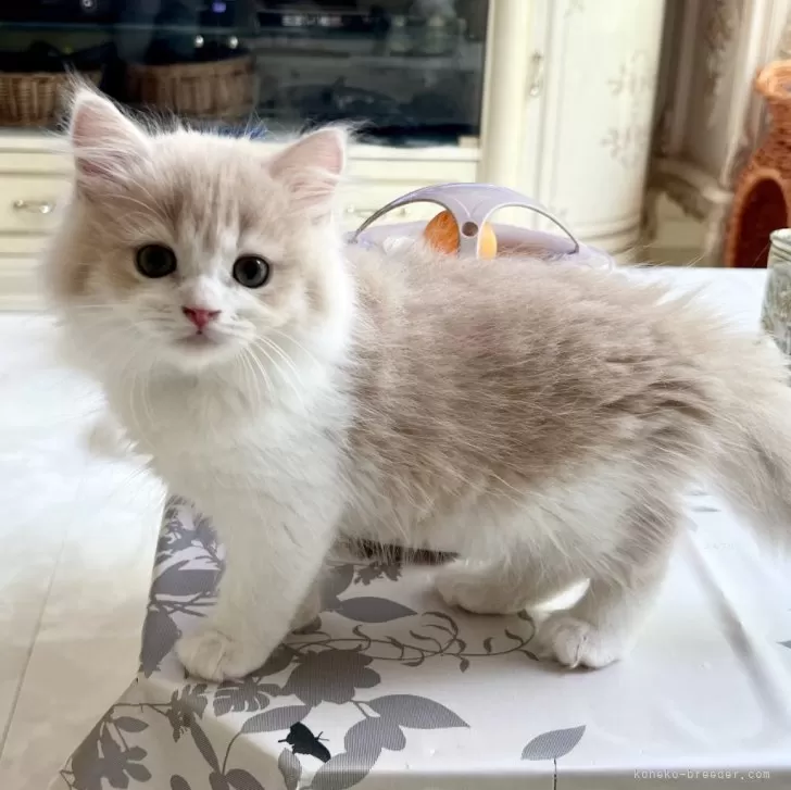 ID:2406-01712の子猫