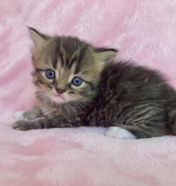 ID：2203-02082の子猫