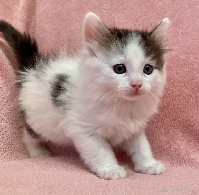 ID：2111-01973の子猫