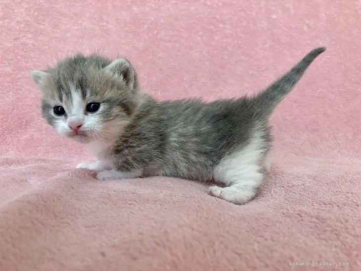 ID:2102-00101の子猫
