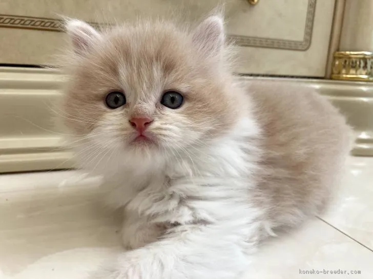 ID:2011-00932の子猫