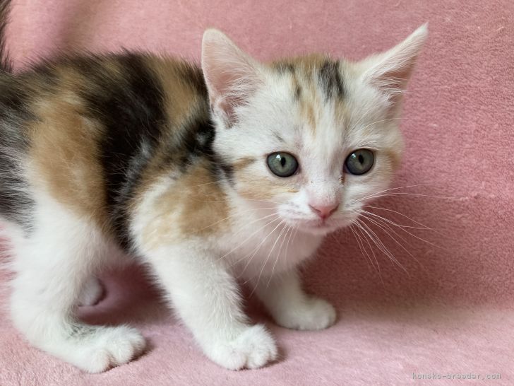 スコティッシュフォールド 立ち耳 静岡県 女の子 21年4月17日 キャリコ きれいな三毛猫です みんなの子猫ブリーダー 子猫id 2105 スコティッシュフォールド 立ち耳 静岡県 女の子 21年4月17日 キャリコ きれいな三毛猫です みんなの子猫ブリーダー 子猫id 2105