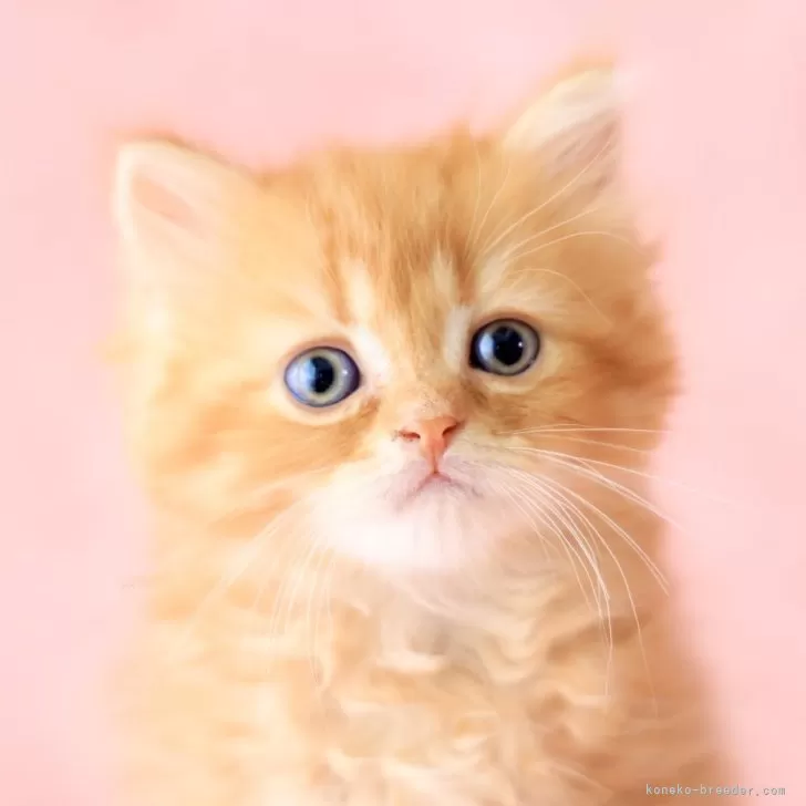 ID：2401-00933の子猫