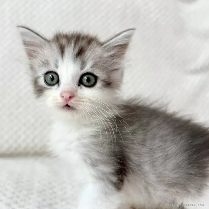 ID:2404-00617の子猫