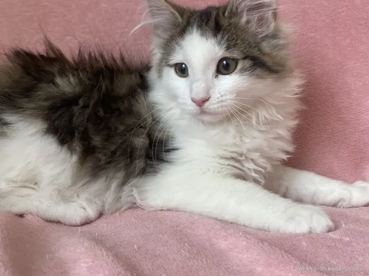 ID:2111-01969の子猫