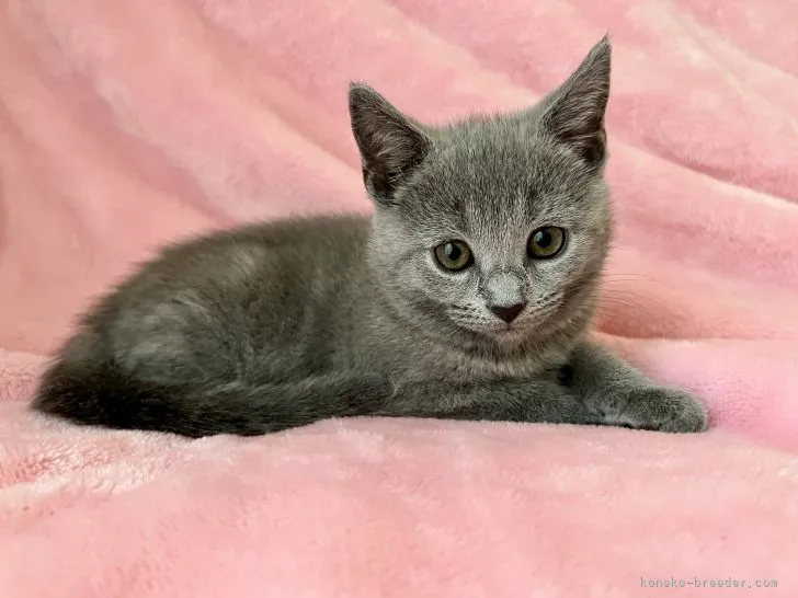 K.K 様のお迎えした子猫