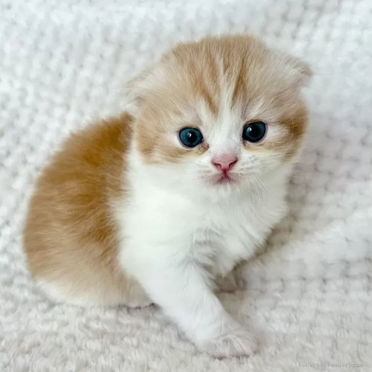 ID：2405-01579の子猫