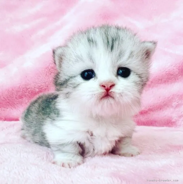 ID：2207-01117の子猫