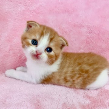 スコティッシュフォールド【静岡県・男の子・2024年9月6日・レッドタビー&ホワイト】の写真「まだ小さいです💗」
