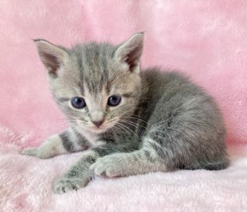 スコティッシュフォールド【静岡県・男の子・2022年4月4日・ブルータビー】の写真「シルバーグレーのきれいな子💙元気良く育ってます😌」