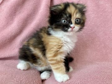 スコティッシュフォールド(折れ耳)【静岡県・女の子・2021年7月1日・キャリコ（セミロングふわふわ）】の写真「白手袋💕白靴下💕もっふもふ」