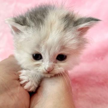 マンチカン【静岡県・女の子・2022年9月16日・ダイリユートキャリコ】の写真「キュートな女の子💕」