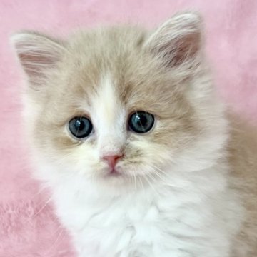 スコティッシュフォールド(立ち耳)【静岡県・女の子・2024年4月9日・クリームタビー&ホワイト】の写真「もふもふ可愛いです🩷両親立ち耳、遺伝子検査クリア」