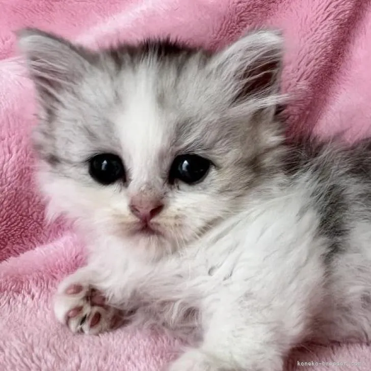 ID:2210-01436の子猫