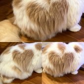 マンチカン【・男の子・2022年8月19日・クリームタビー&ホワイト】「(っ ॑꒳ ॑c)♡.゜ハートのマークが、可愛い💛🧡❤️」
