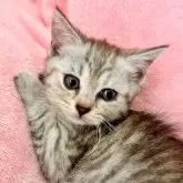 スコティッシュフォールド(立ち耳)【静岡県・女の子・2024年7月25日・シルバーパッチドタビー】の写真3「ニュアンスのあるカラーです🩷美人でーす」