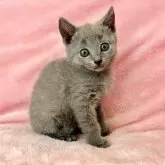 シャルトリュー【静岡県・女の子・2024年9月6日・ブルー】の写真3