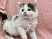 ノルウェージャンフォレストキャット【静岡県・男の子・2021年10月24日・ブラウンタビー&ホワイト】の写真3「ぽわんとしいて愛らしい」