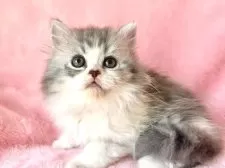 スコティッシュフォールド(立ち耳)【静岡県・男の子・2025年2月20日・ブルータビー&ホワイト】の写真8