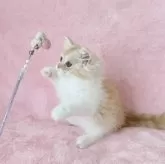 スコティッシュフォールド(立ち耳)【静岡県・男の子・2025年7月12日・クリームタビー&ホワイト】の写真3「べったり甘えっ子ちゃんがいい方、お勧めです💕😊」