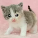 スコティッシュフォールド(立ち耳)【静岡県・女の子・2025年9月1日・ダイリュートキャリコ】の写真11