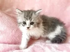 スコティッシュフォールド(立ち耳)【静岡県・男の子・2025年2月20日・ブルータビー&ホワイト】の写真9