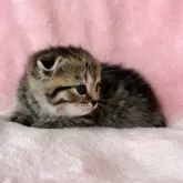 スコティッシュフォールド(折れ耳)【静岡県・女の子・2025年1月28日・ブラウンタビー】の写真10