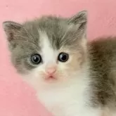 スコティッシュフォールド(立ち耳)【静岡県・女の子・2025年9月1日・ダイリュートキャリコ】の写真12