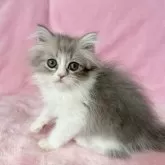 スコティッシュフォールド(立ち耳)【静岡県・男の子・2025年7月12日・ブルー&ホワイト】の写真12