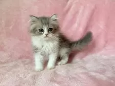 スコティッシュフォールド(立ち耳)【静岡県・男の子・2025年7月12日・ブルー&ホワイト】の写真15