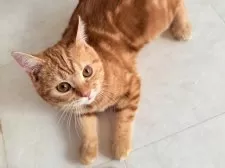 スコティッシュフォールド(立ち耳)【静岡県・男の子・2025年6月17日・レッドタビー】の写真9