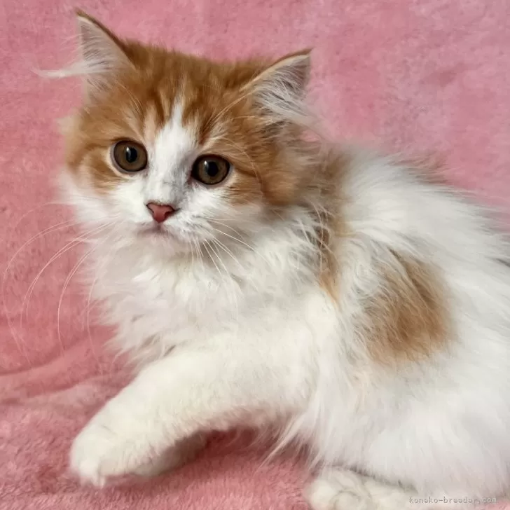 ID：2501-02179の子猫