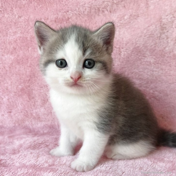 つきねこ スコティッシュフォールド(立ち耳)【愛知県・男の子・2024年10月