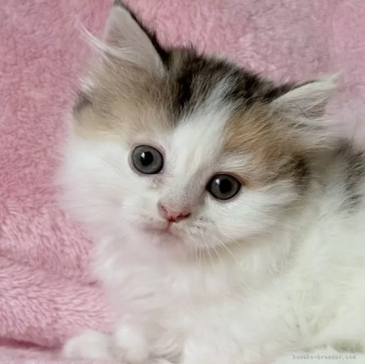 ID：2509-02217の子猫