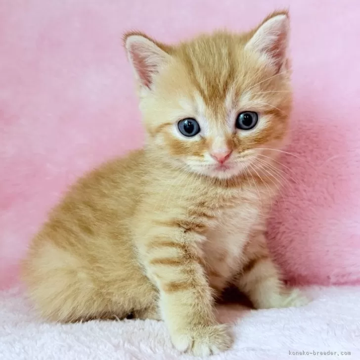 小次郎 様のお迎えした子猫