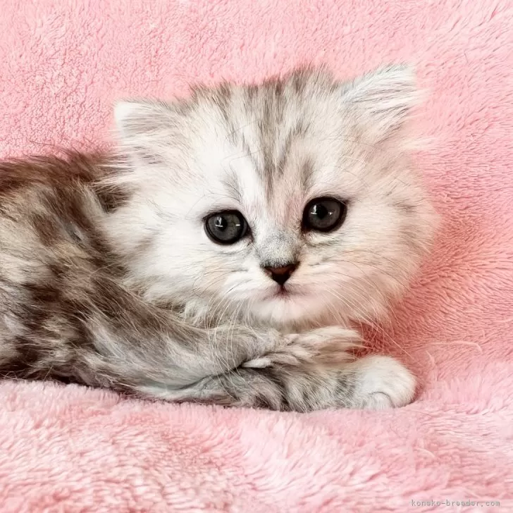 ID：2502-01460の子猫