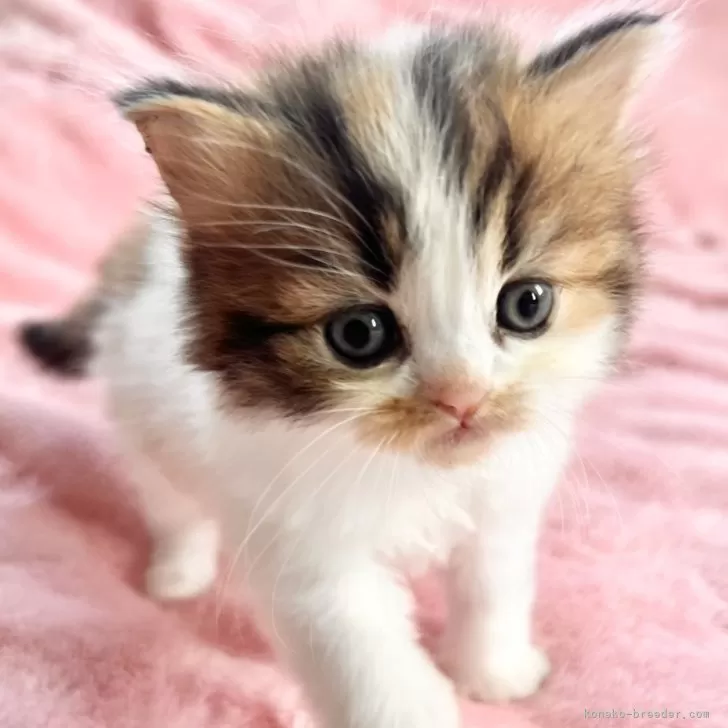 ID：2503-01459の子猫