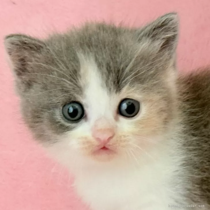 スコティッシュフォールド(立ち耳)【静岡県・女の子・2025年9月1日・ダイリュートキャリコ】の写真1「ぽちゃっと可愛い三毛猫💕ほわほわです骨軟骨異形成の心配が有りません」