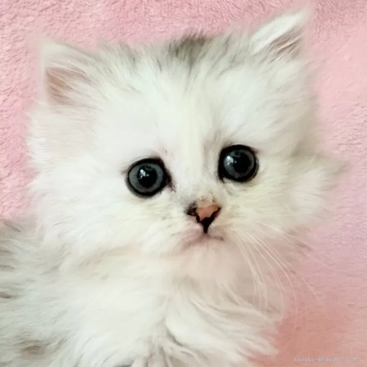 ID:2508-02565の子猫