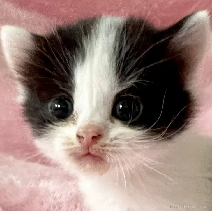 ID：2507-01617の子猫