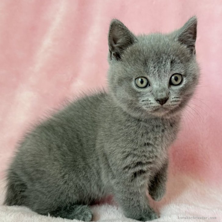 ブリーダー画像