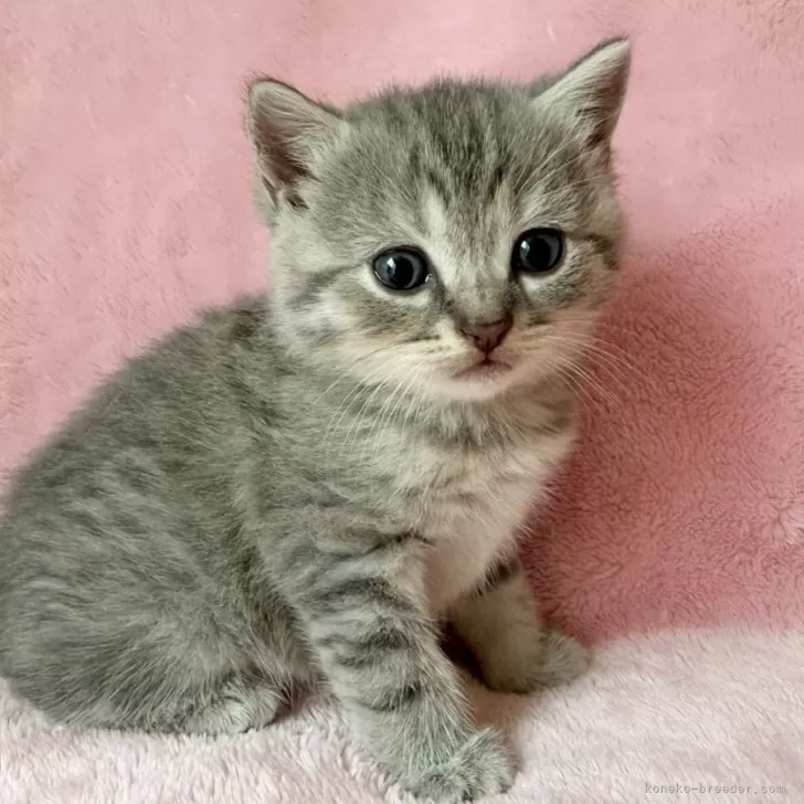 T.I 様のお迎えした子猫