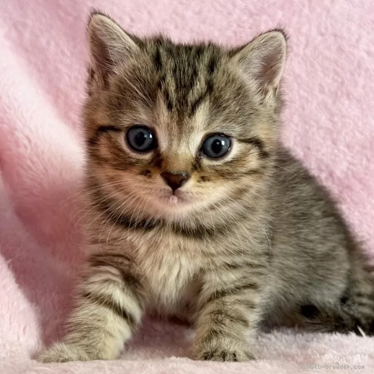 ID：2508-00223の子猫