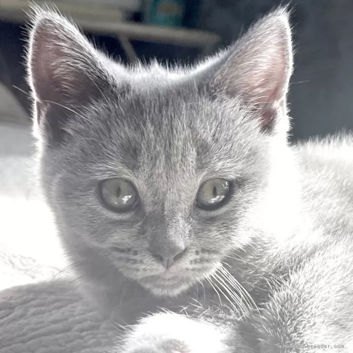 ID:2506-02593の子猫
