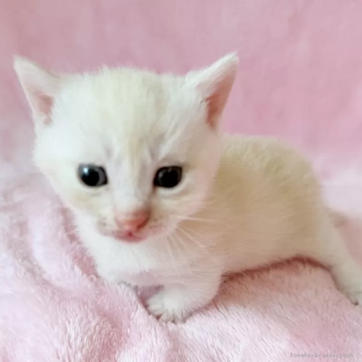 マンチカン(短足)【静岡県・男の子・2025年10月22日・クリーム】の写真1「短足ꕀ♡︎にゃにゃんとかわいい」
