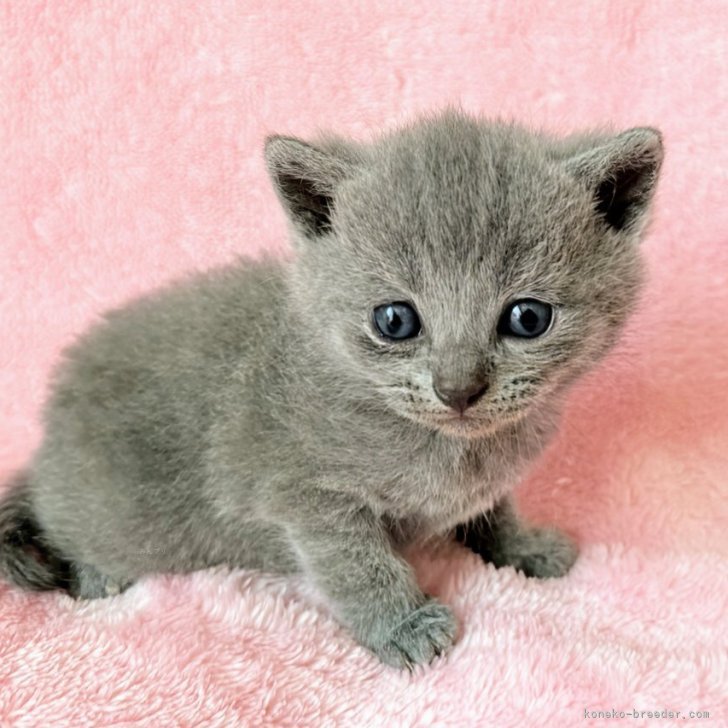 ブリーダー画像