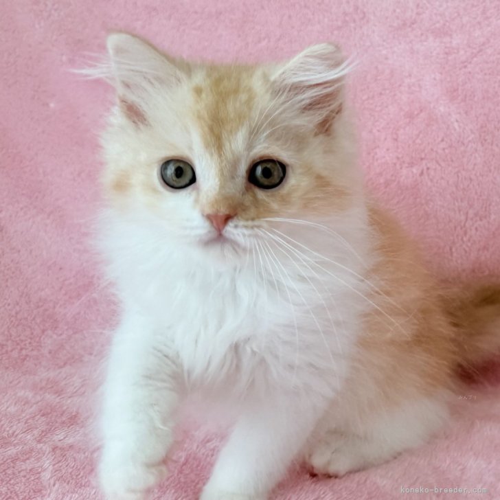 ブリーダー画像